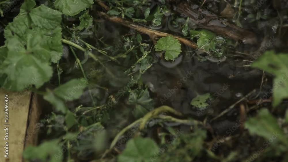 raindrops on green leaves, rain in the forest. raindrops on green leaves, rain in the forest.