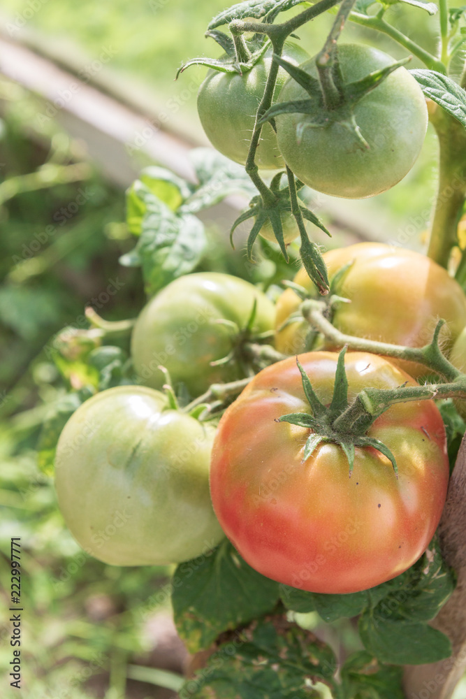 Green and red tomatoes hang on a branch ripen in a greenhouse