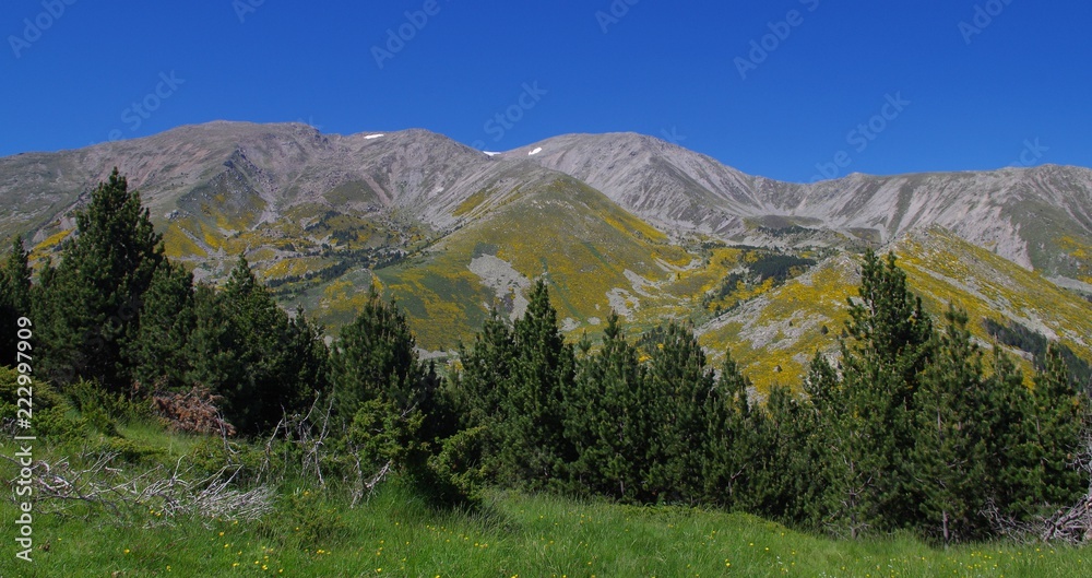 custom made wallpaper toronto digitalforêt de sapin résineux en montagne avec ciel bleu