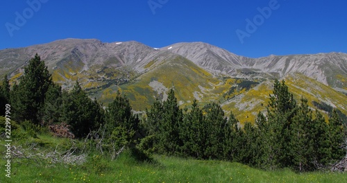 Wallpaper Mural forêt de sapin résineux en montagne avec ciel bleu Torontodigital.ca