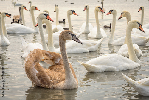 group of white and broun young swans on the lake