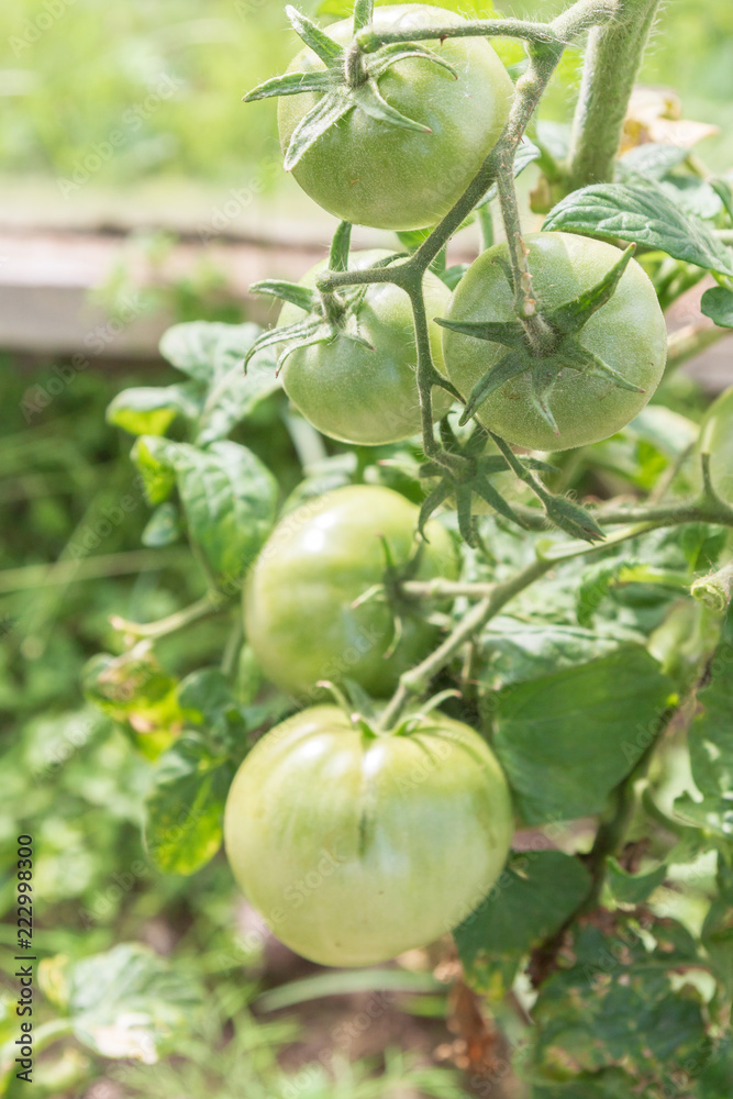 Green tomatoes hang on a branch ripen in the greenhouse