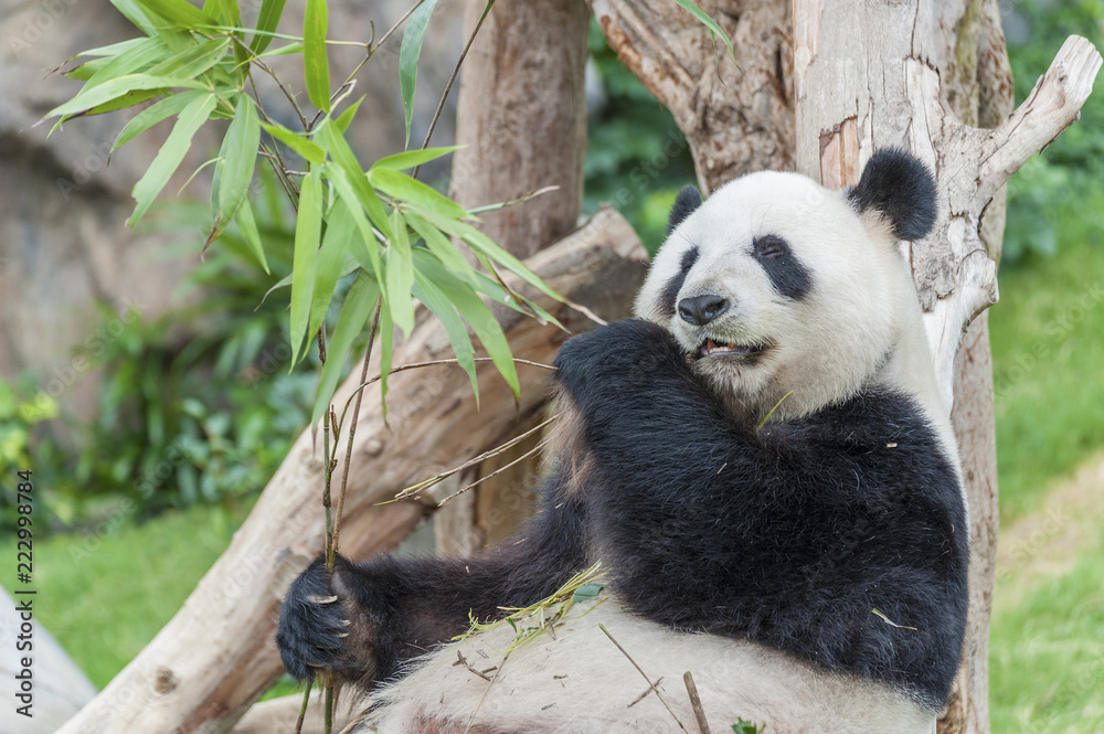 Naklejka premium Giant panda bear eating bamboo leaf