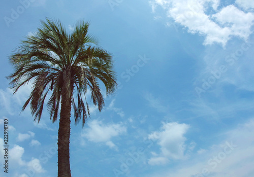 high natural coconut palm tree with blue sky as blackground.