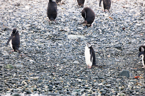 Cute Penguins Seals Sea Lions Elephant