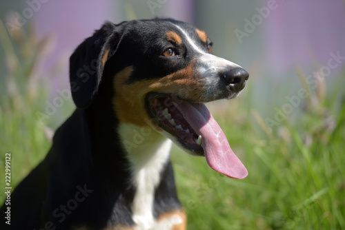 Entlebuhrer Mountain Dog photo