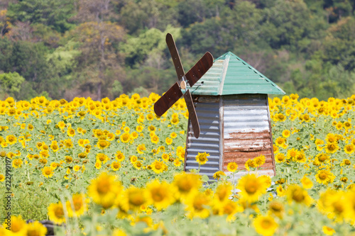 Beautiful of a Sunflower or Helianthus in Sunflower Field, Bright yellow sunflower Lopburi, Thailand