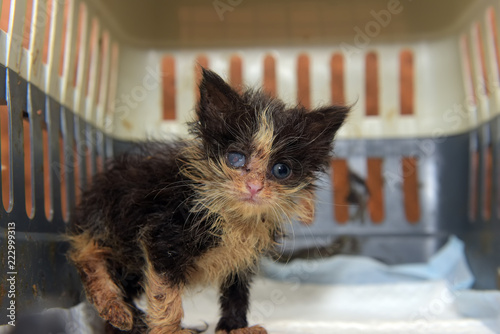 Little dirty kitten with eye disease due to infection photo