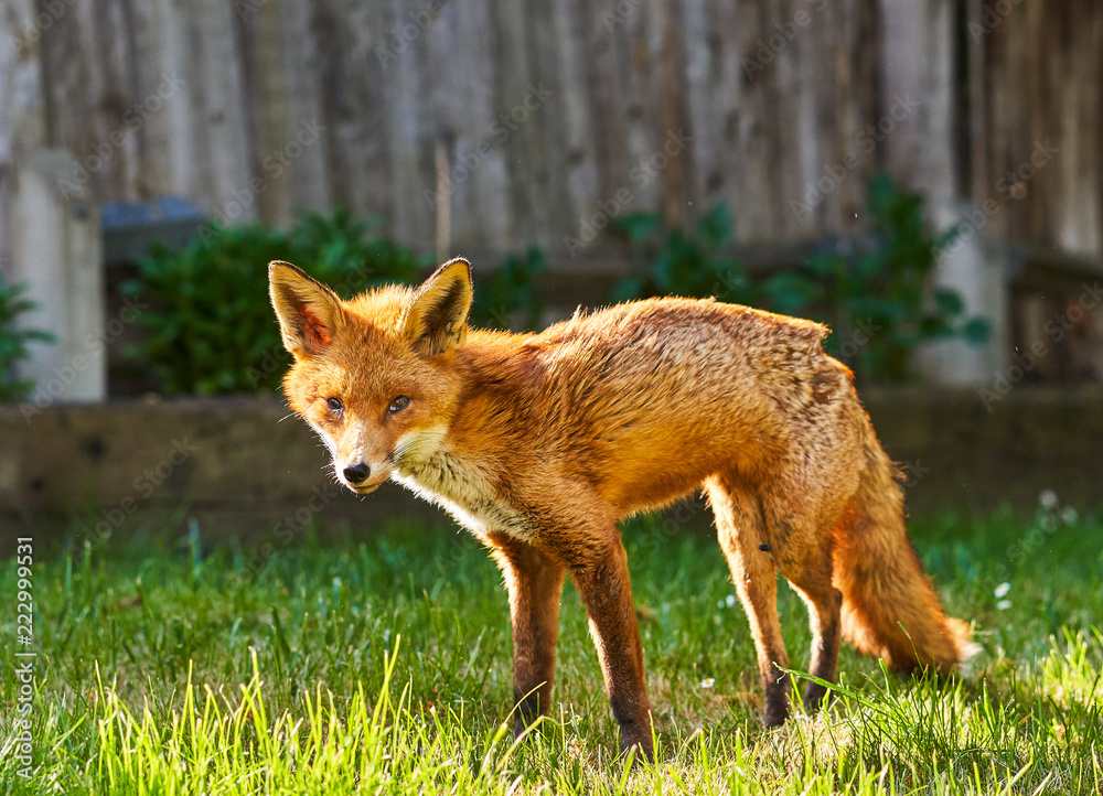 Fototapeta premium Urban Fox in garden