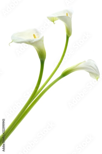 Calla Lily Flower
