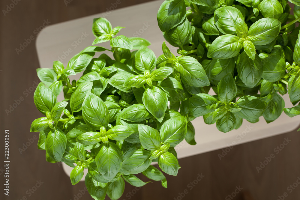 fresh basil herb in flowerpot fresh basil herb in flowerpot
