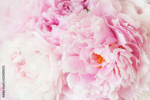 beautiful pink peony flower background
