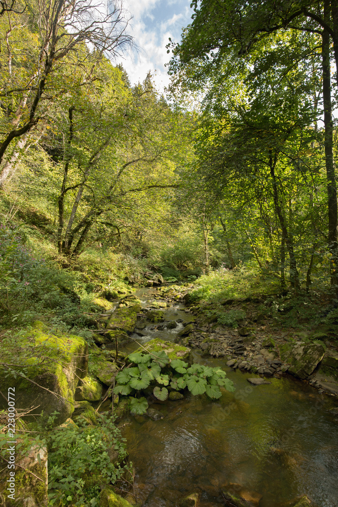 Nice autumn forest with a small river in Wallonia/Belgium Nice autumn forest with a small river in Wallonia/Belgium