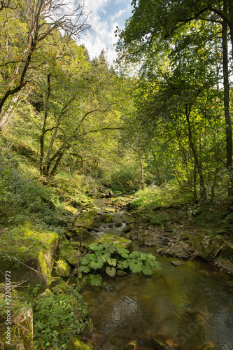 Nice autumn forest with a small river in Wallonia/Belgium © Christopher Ludwig