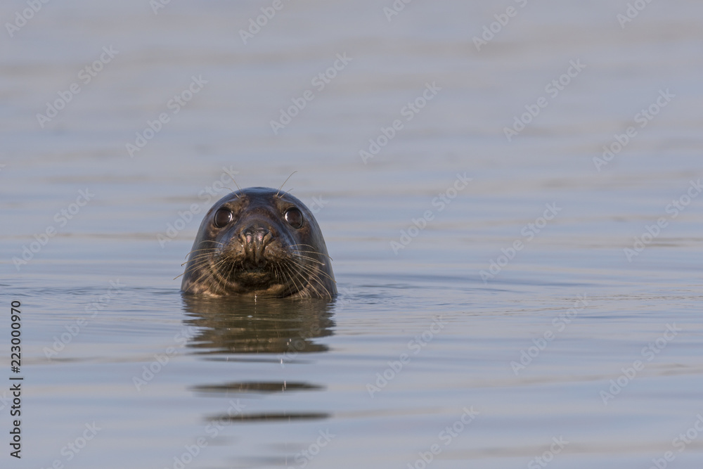 Fototapeta premium Phoques gris (Halichoerus grypus) venant à la rencontre des visiteurs à marée haute en Baie de Somme