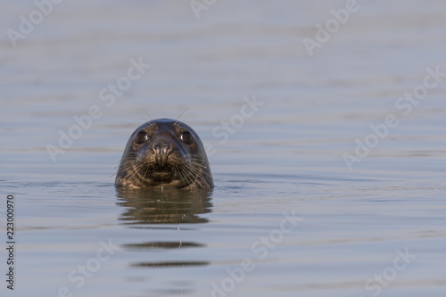 Phoques gris (Halichoerus grypus) venant à la rencontre des visiteurs à marée haute en Baie de Somme © Alonbou
