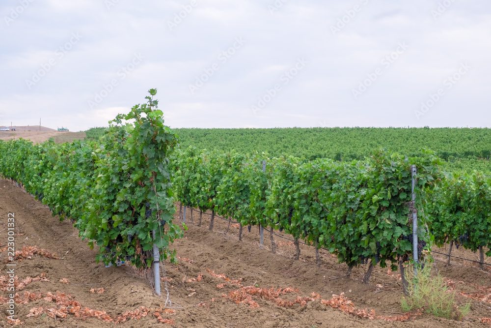bunches of ripe dark juicy grapes hang on bright green bushes of vineyards on grape fields