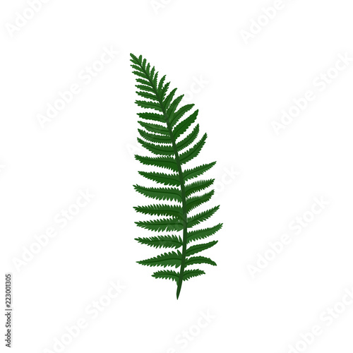 Branch of green Davallia fern. Tropical Asian plant. Natural element. Botanical theme. Flat vector design photo