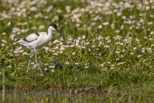 Avocette élégante - Recurvirostra avosetta - Pied Avocet