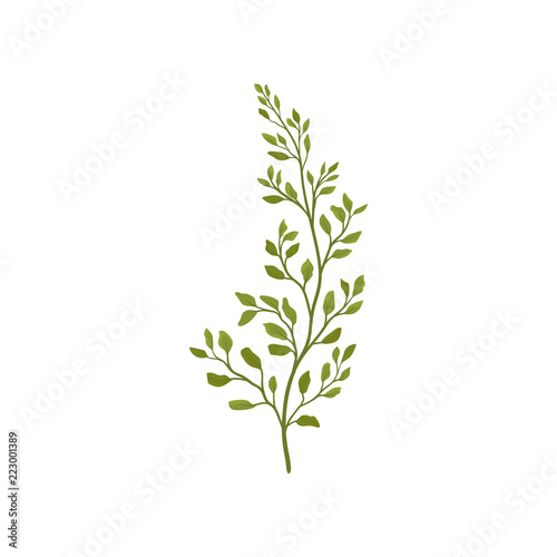 Fern branch with small green foliage. Forest plant. Flat vector element for postcard or poster of flower shop