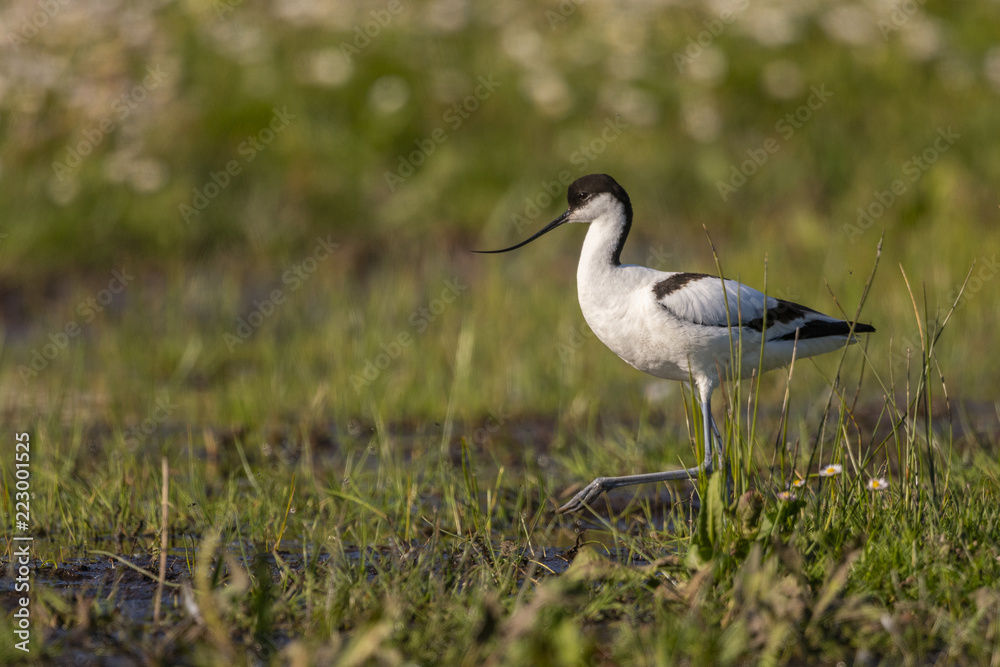 Fototapeta premium Avocette élégante - Recurvirostra avosetta - Pied Avocet