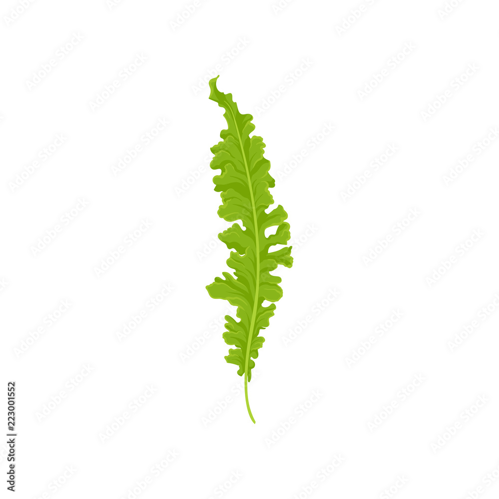 Flat vector icon of bird s nest fern. Bright green leaf. Wild forest plant. Nature theme Flat vector icon of bird s nest fern. Bright green leaf. Wild forest plant. Nature theme