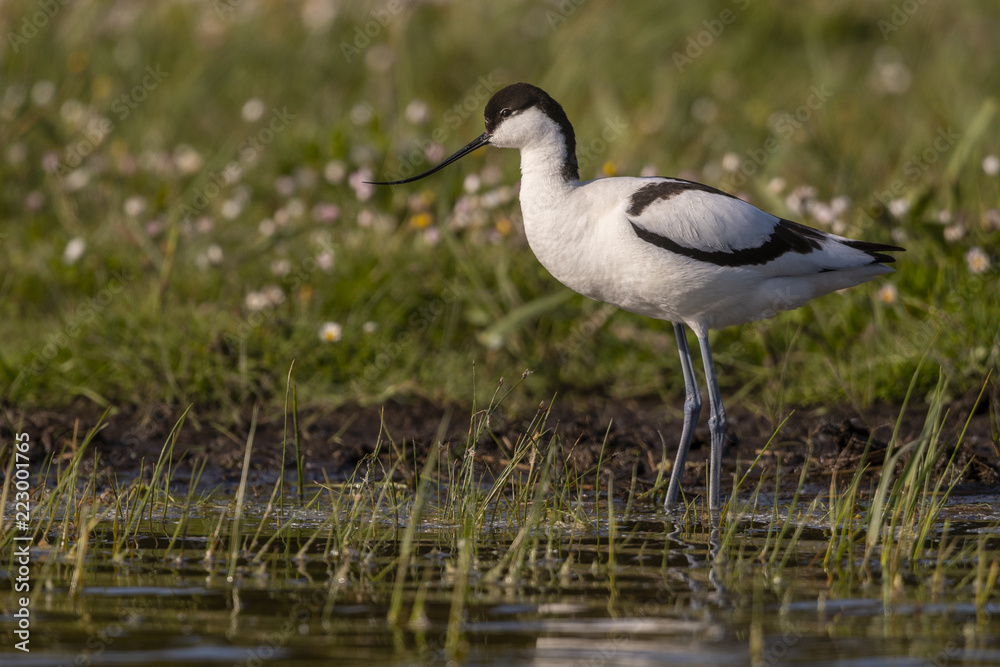 Obraz premium Avocette élégante - Recurvirostra avosetta - Pied Avocet