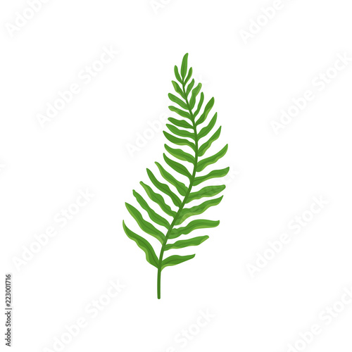 Green fern twig with leaves. Wild forest plant with bright green leaves. Natural flora. Flat vector design