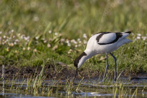 Avocette élégante - Recurvirostra avosetta - Pied Avocet