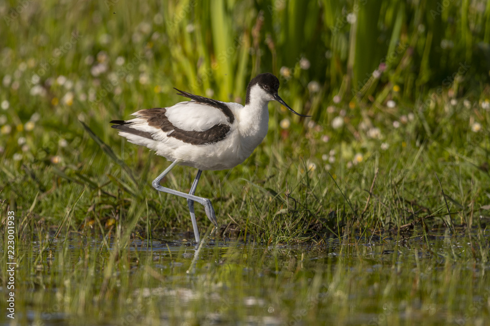 Obraz premium Avocette élégante - Recurvirostra avosetta - Pied Avocet