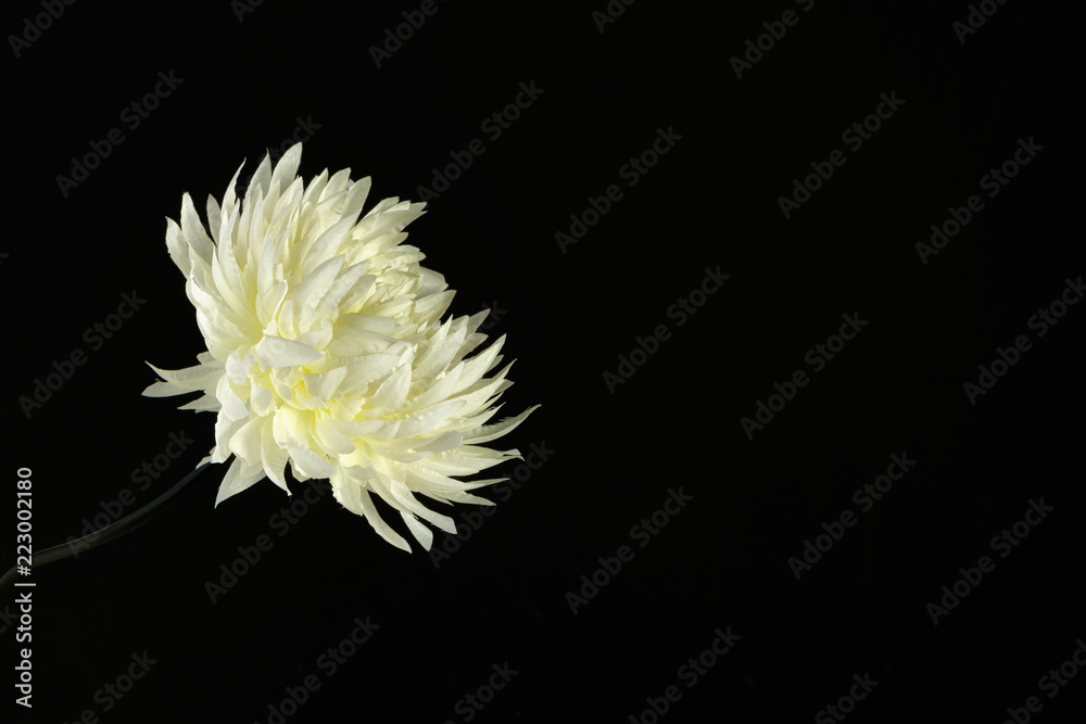 silk flower on black background with negative space for copy silk flower on black background with negative space for copy