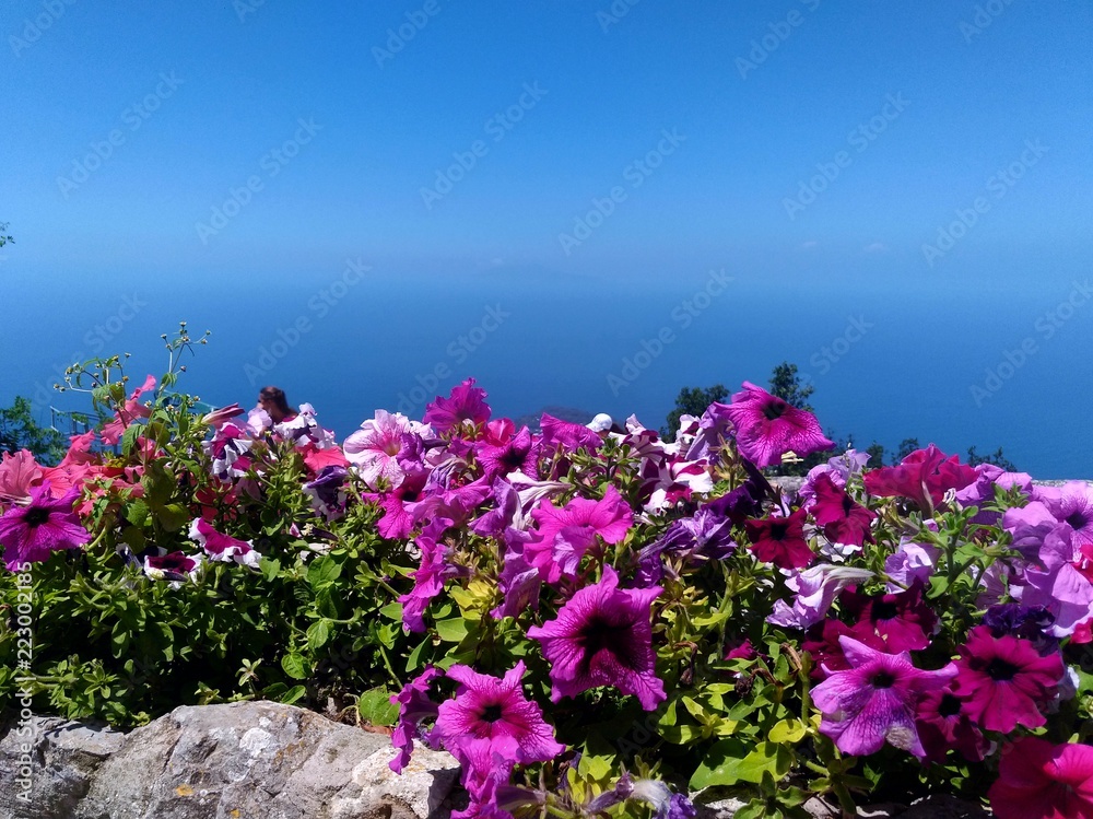 Hot pink flowers bloom garden blue sky paradisiac