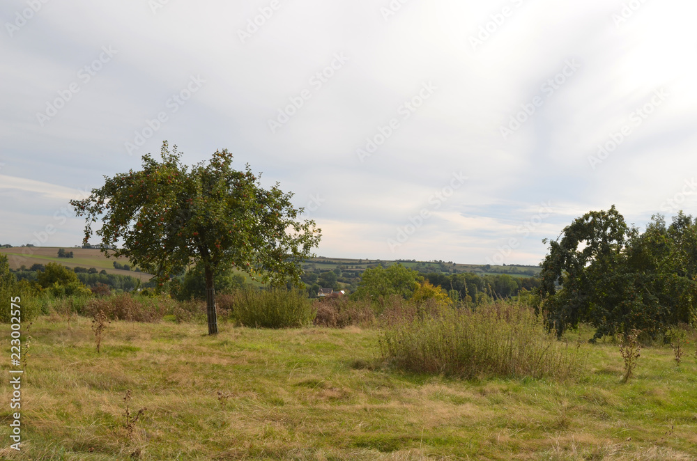 campagne avec pommiers