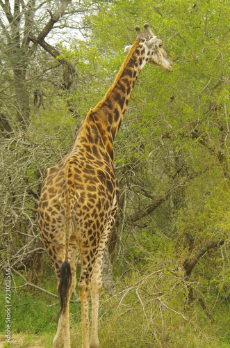 girafe