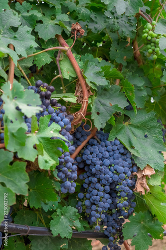 bunches of ripe dark juicy grapes hang on bright green bushes of vineyards on grape fields