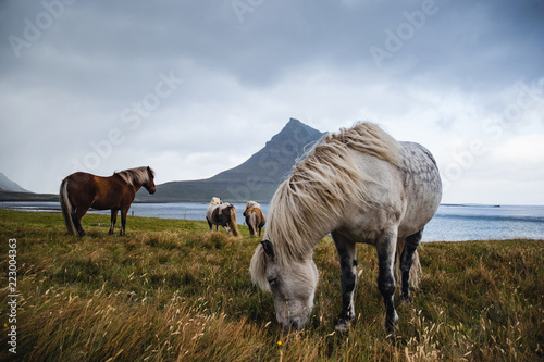 Horses at Kirkjufell, Iceland