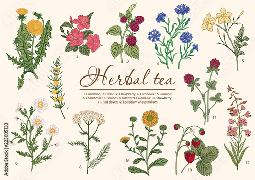 Wild flowers. Herbal tea. Vector illustration. photo