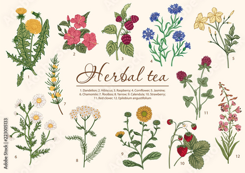 Wild flowers. Herbal tea. Vector illustration.