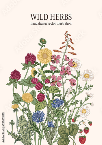 Wild flowers. Herbal tea. Vector illustration.