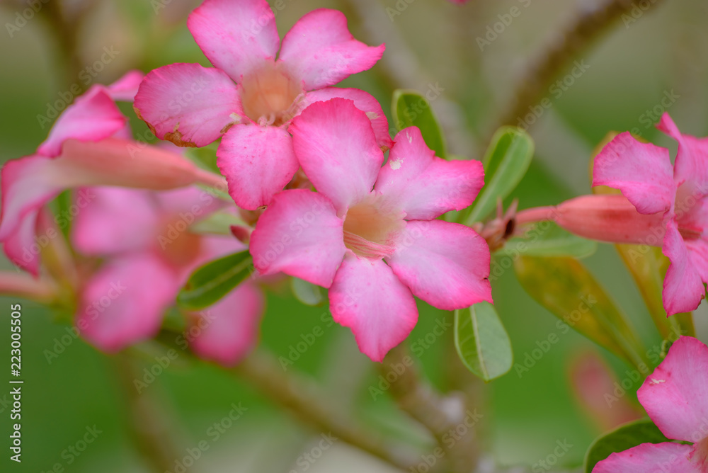 Obraz premium Flor do Deserto