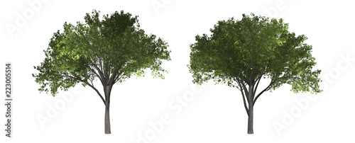 The collection of tree. Elm tree isolated on white background with clipping path. photo