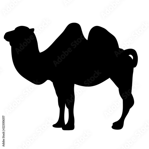 vector, isolated silhouette of a camel