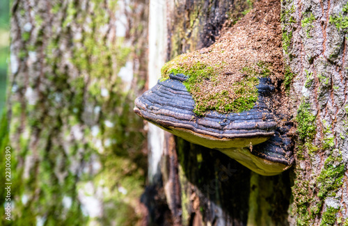 chaga mushroom grows on the trunk of an old birch