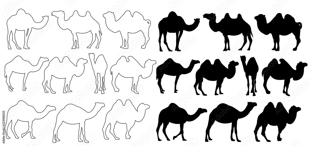silhouette of a camel on a white background, set silhouette of a camel on a white background, set