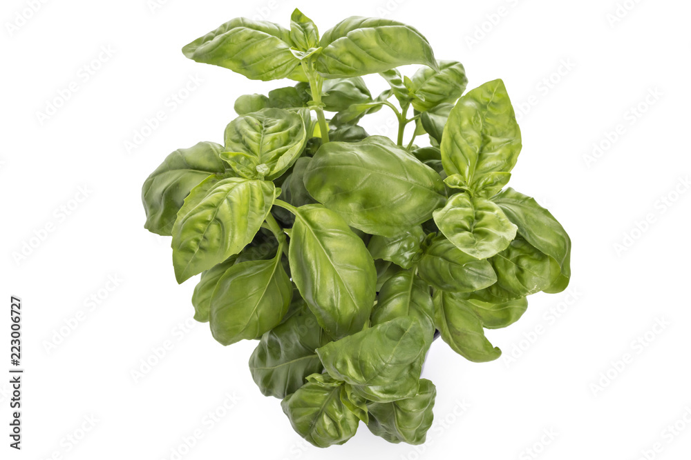 Seedlings of fresh green basil herb leaves in a pot, isolated on white background. Ocimum basilicum. Closeup