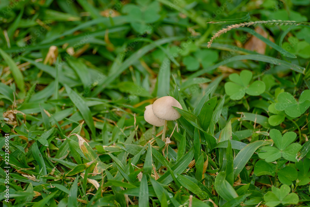 mushroom