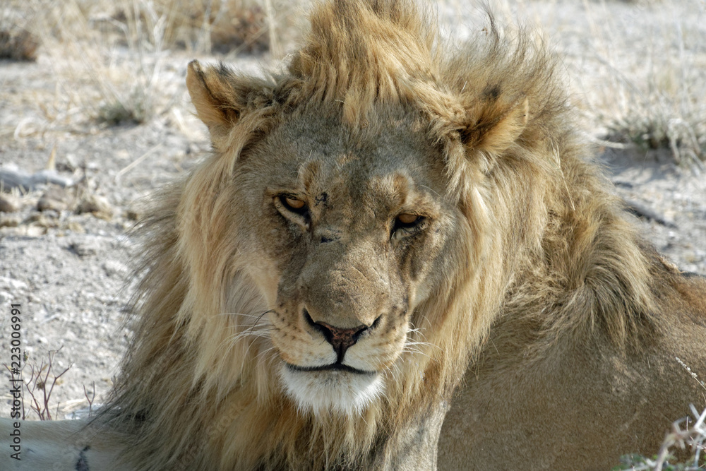 Portrait of a young male lion (Panthera leo) in Etosha National Park, Namibia, Africa