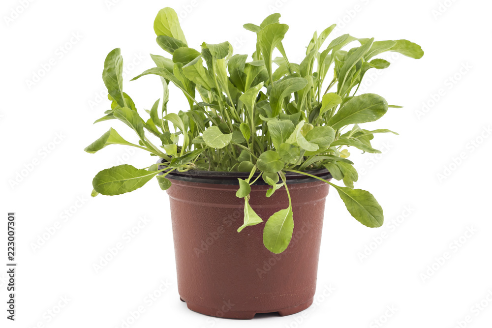 Naklejka premium Seedlings of fresh green arugula (Eruca vesicaria) leaves in a pot, isolated on white background. Green eco life diet