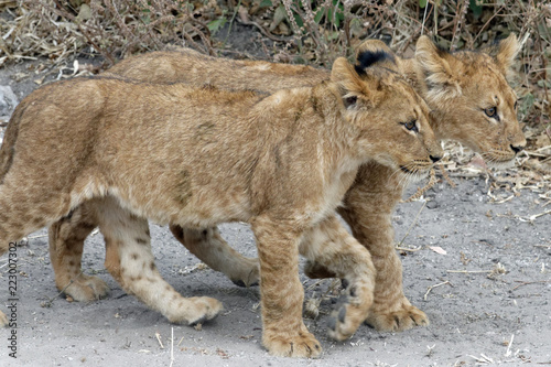 Two little lions in Etosha National Park  Namibia  Africa