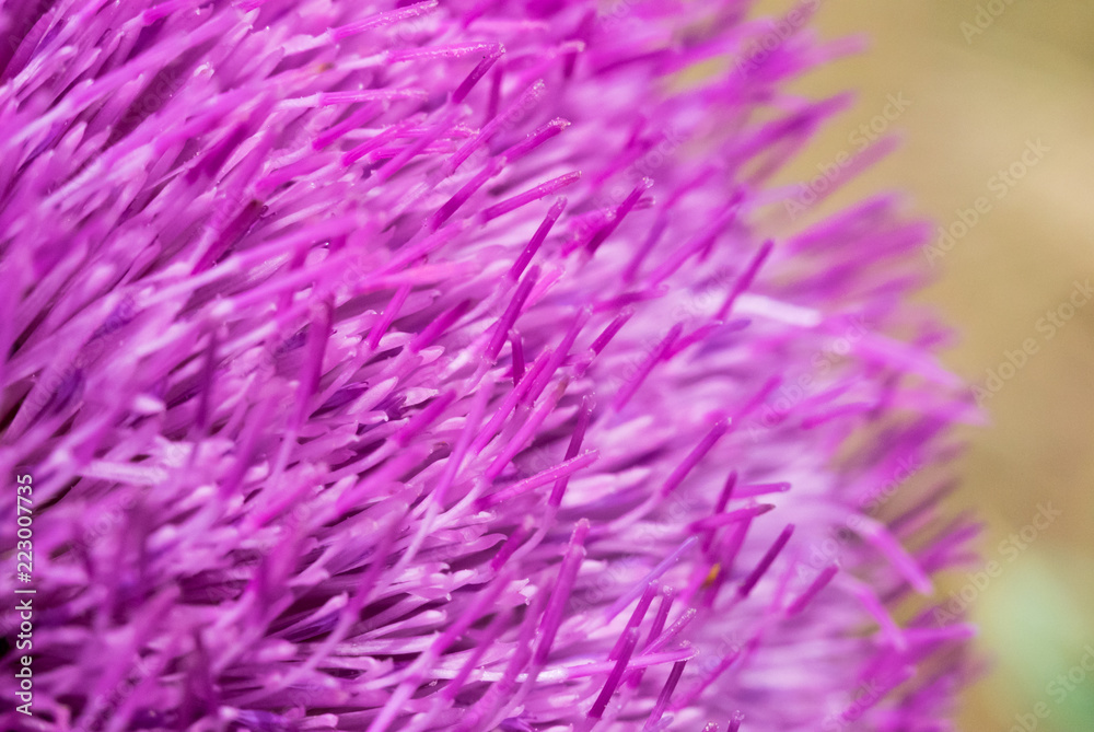 Closeup fragment of a flower bud of purple color Closeup fragment of a flower bud of purple color
